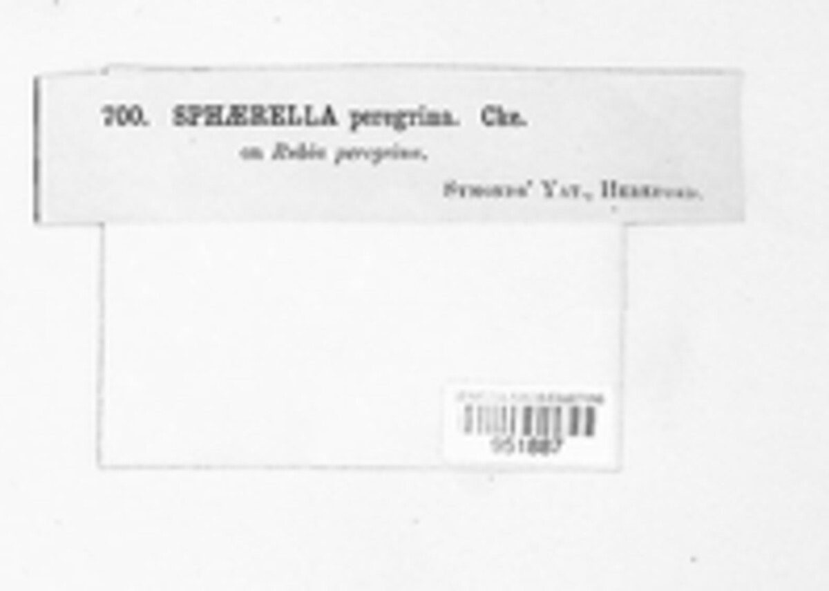 Mycosphaerella peregrina image